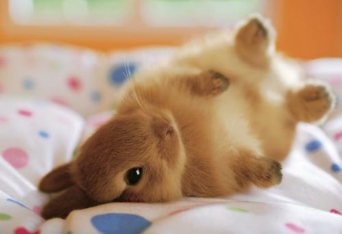 Bunny on the Bed