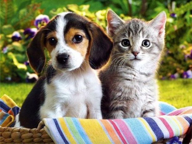 macka i pas dvije najljepse zivotinje