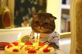 maca ima rođendan.