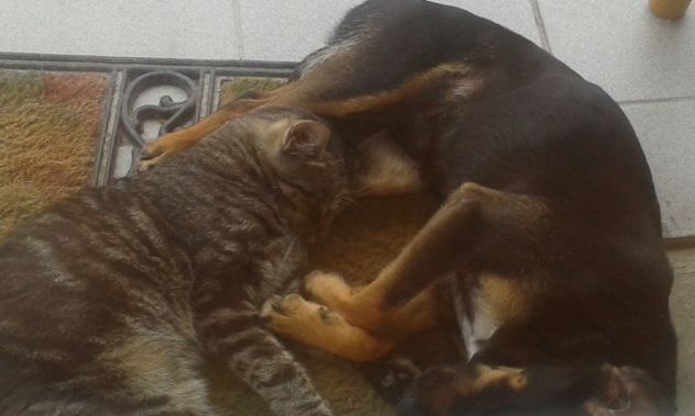 mačić i psić spavaju