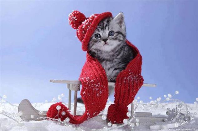 Slatka maca se spremila za zimu!!!!