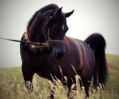 Arapski (Borički) Konj