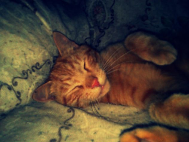 sleepy Garfield ^__^