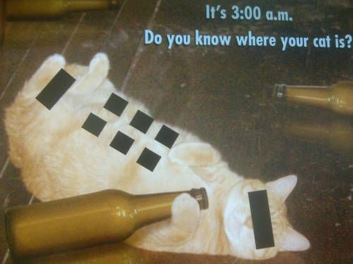 Znate li gdje je vaša mačka sada?