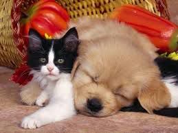 mačkica i pas