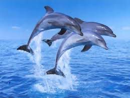 delfin2