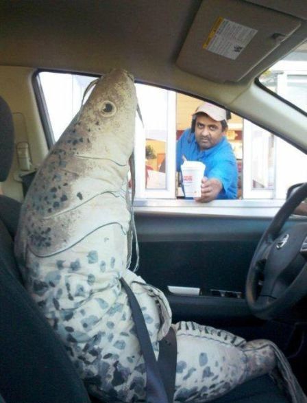 riba u autu