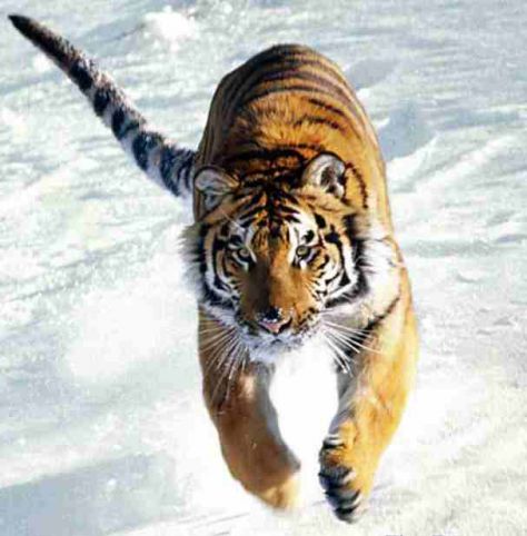 Tigar trči kroz snijeg