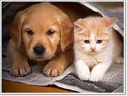 mačka i pas-najbolji frendovi