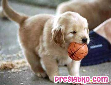 dogs love basketball