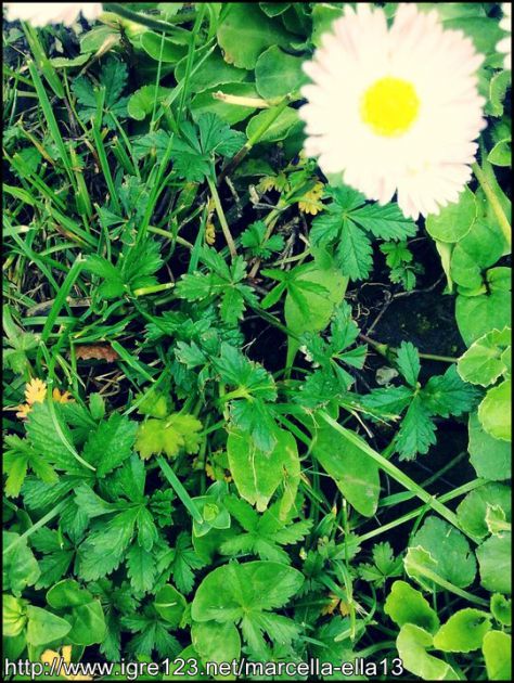 Trava i cvjetic. ;) ♥