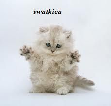 swatkica
