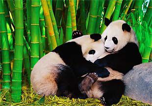 dvije pande