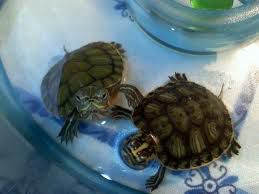 male kornjačice