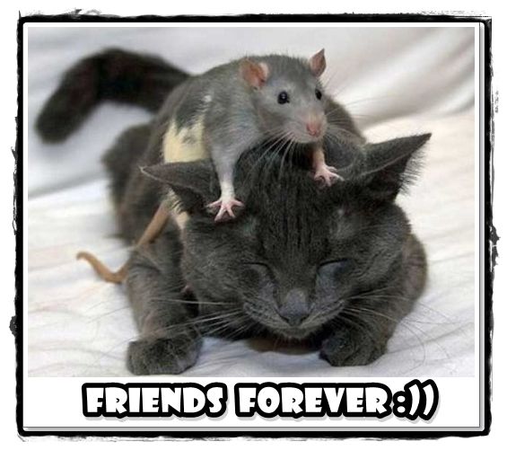 FRIENDS FOREVER :))
