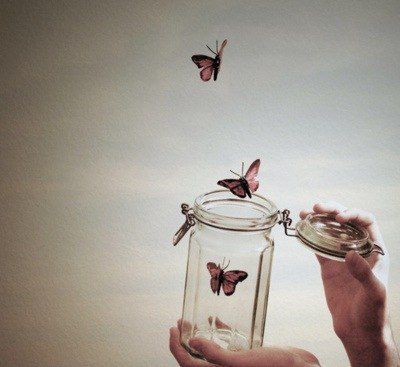 butterfly (: