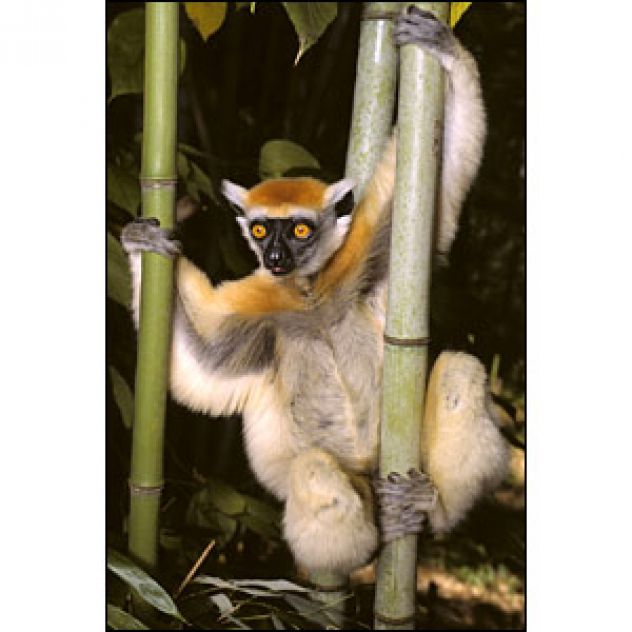 zaštitimo zlatnoglave lemure od izumiranja;koji žive samo na madagaskaru
