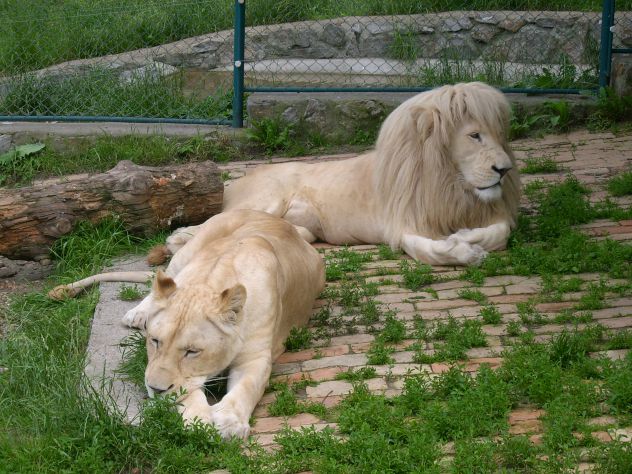 beli lavovi